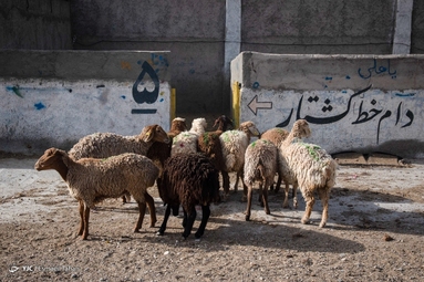 کشتارگاه دام در روز عید قربان
