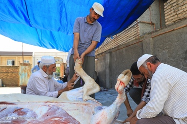 عید سعید قربان - بندر ترکمن