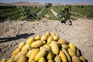 برداشت خربزه - سرخه