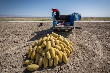 برداشت خربزه - سرخه
