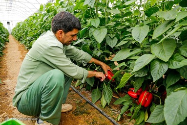 برداشت و بسته بندی فلفل دلمه ای رنگی - گلخانه‌های اصفهان