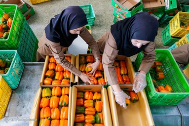 برداشت و بسته بندی فلفل دلمه ای رنگی - گلخانه‌های اصفهان