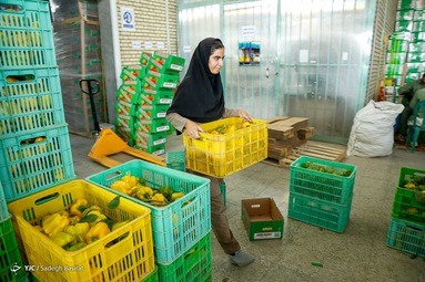 برداشت و بسته بندی فلفل دلمه ای رنگی - گلخانه‌های اصفهان