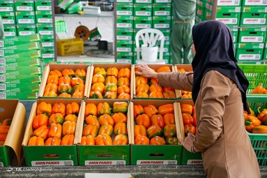 برداشت و بسته بندی فلفل دلمه ای رنگی - گلخانه‌های اصفهان
