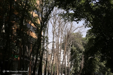خشک شدن ده درخت خیابان ولیعصر