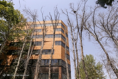 خشک شدن ده درخت خیابان ولیعصر