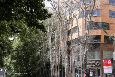 خشک شدن ده درخت خیابان ولیعصر
