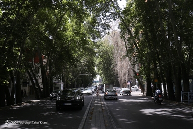 خشک شدن ده درخت خیابان ولیعصر