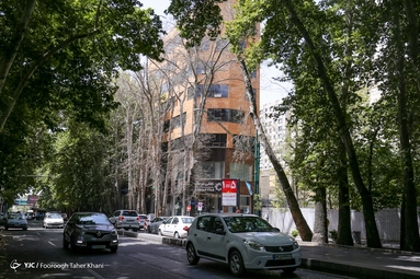خشک شدن ده درخت خیابان ولیعصر