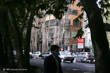 خشک شدن ده درخت خیابان ولیعصر
