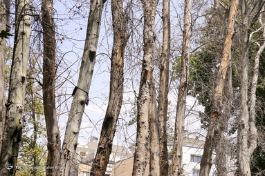 خشک شدن ده درخت خیابان ولیعصر