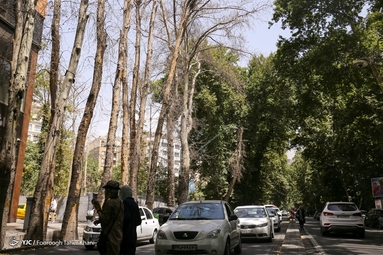 خشک شدن ده درخت خیابان ولیعصر
