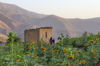 جشنواره گل آفتابگردان - کرج