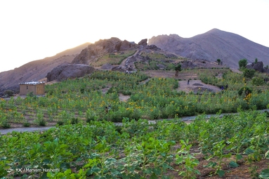 جشنواره گل آفتابگردان - کرج