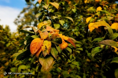 روستای «ارتش آباد» از توابع شهرستان آوج، استان قزوین