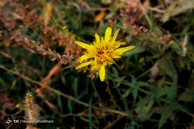 روستای «ارتش آباد» از توابع شهرستان آوج، استان قزوین