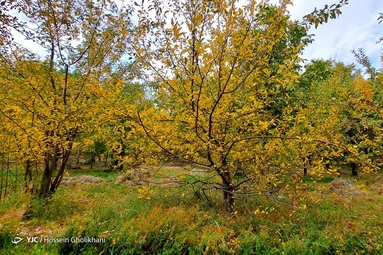 روستای «ارتش آباد» از توابع شهرستان آوج، استان قزوین