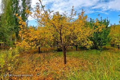 روستای «ارتش آباد» از توابع شهرستان آوج، استان قزوین
