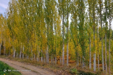 روستای «ارتش آباد» از توابع شهرستان آوج، استان قزوین