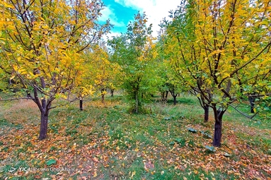 روستای «ارتش آباد» از توابع شهرستان آوج، استان قزوین