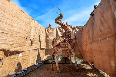 نجات زرافه از سیل در غرب کشور کنیا