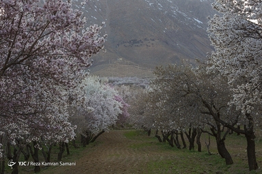 شکوفه‌های زیبای بهاری در سامان