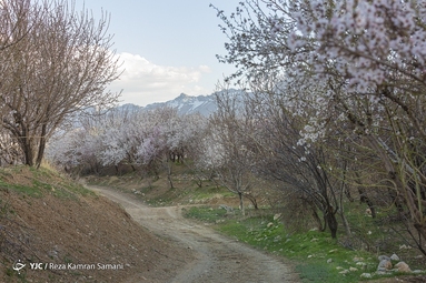 شکوفه‌های زیبای بهاری در سامان