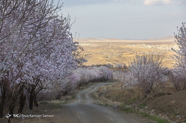 شکوفه‌های زیبای بهاری در سامان