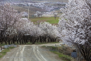 شکوفه‌های زیبای بهاری در سامان