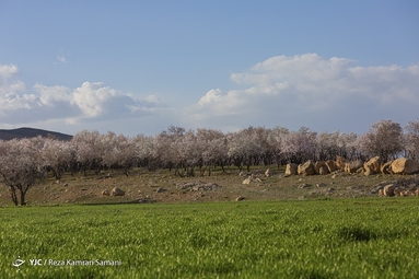 شکوفه‌های زیبای بهاری در سامان
