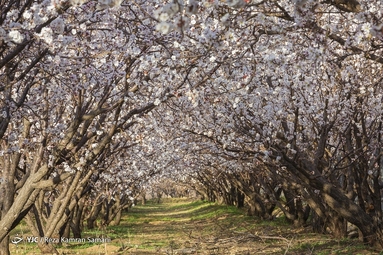 شکوفه‌های زیبای بهاری در سامان