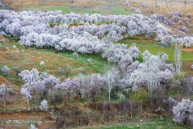 شکوفه‌های زیبای بهاری در سامان