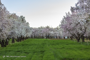شکوفه‌های زیبای بهاری در سامان