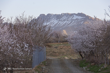 شکوفه‌های زیبای بهاری در سامان