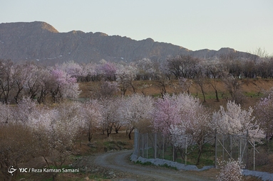 شکوفه‌های زیبای بهاری در سامان