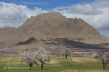شکوفه‌های زیبای بهاری در سامان