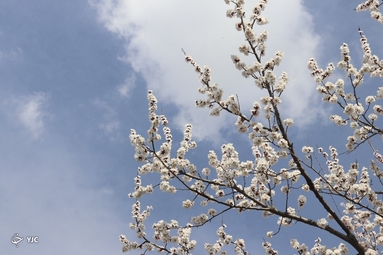 شکوفه‌های زیبای بهاری در خوی