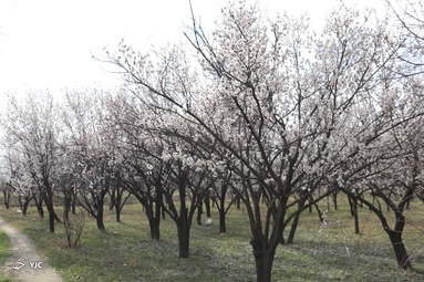 شکوفه‌های زیبای بهاری در خوی
