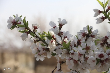 شکوفه‌های زیبای بهاری در خوی
