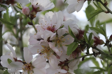 شکوفه‌های زیبای بهاری در خوی