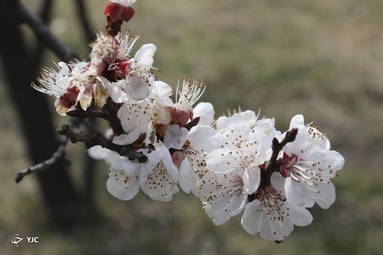 شکوفه‌های زیبای بهاری در خوی