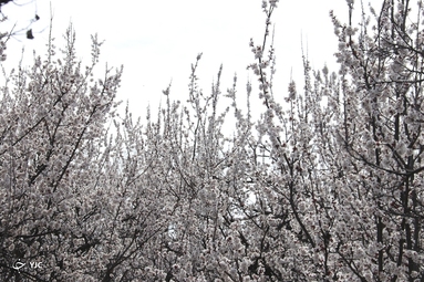 شکوفه‌های زیبای بهاری در خوی