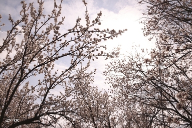 شکوفه‌های زیبای بهاری در خوی