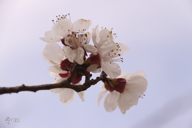 شکوفه‌های زیبای بهاری در خوی