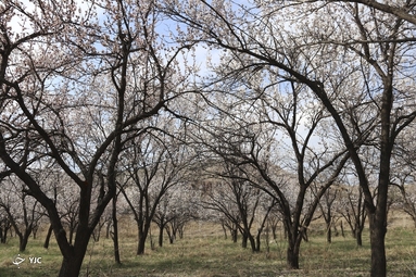 شکوفه‌های زیبای بهاری در خوی