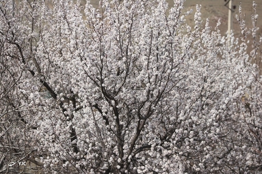 شکوفه‌های زیبای بهاری در خوی