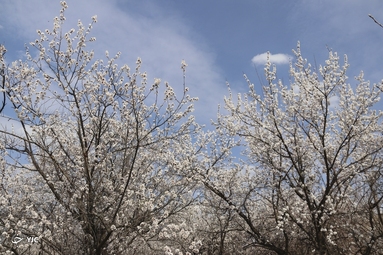 شکوفه‌های زیبای بهاری در خوی