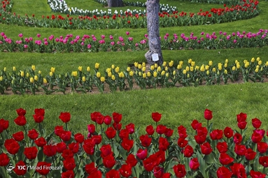 جشنواره لاله‌های کرج