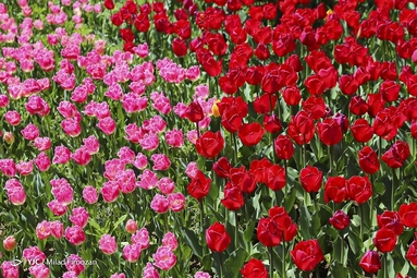 جشنواره لاله‌های کرج