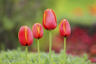 جشنواره لاله‌های کرج